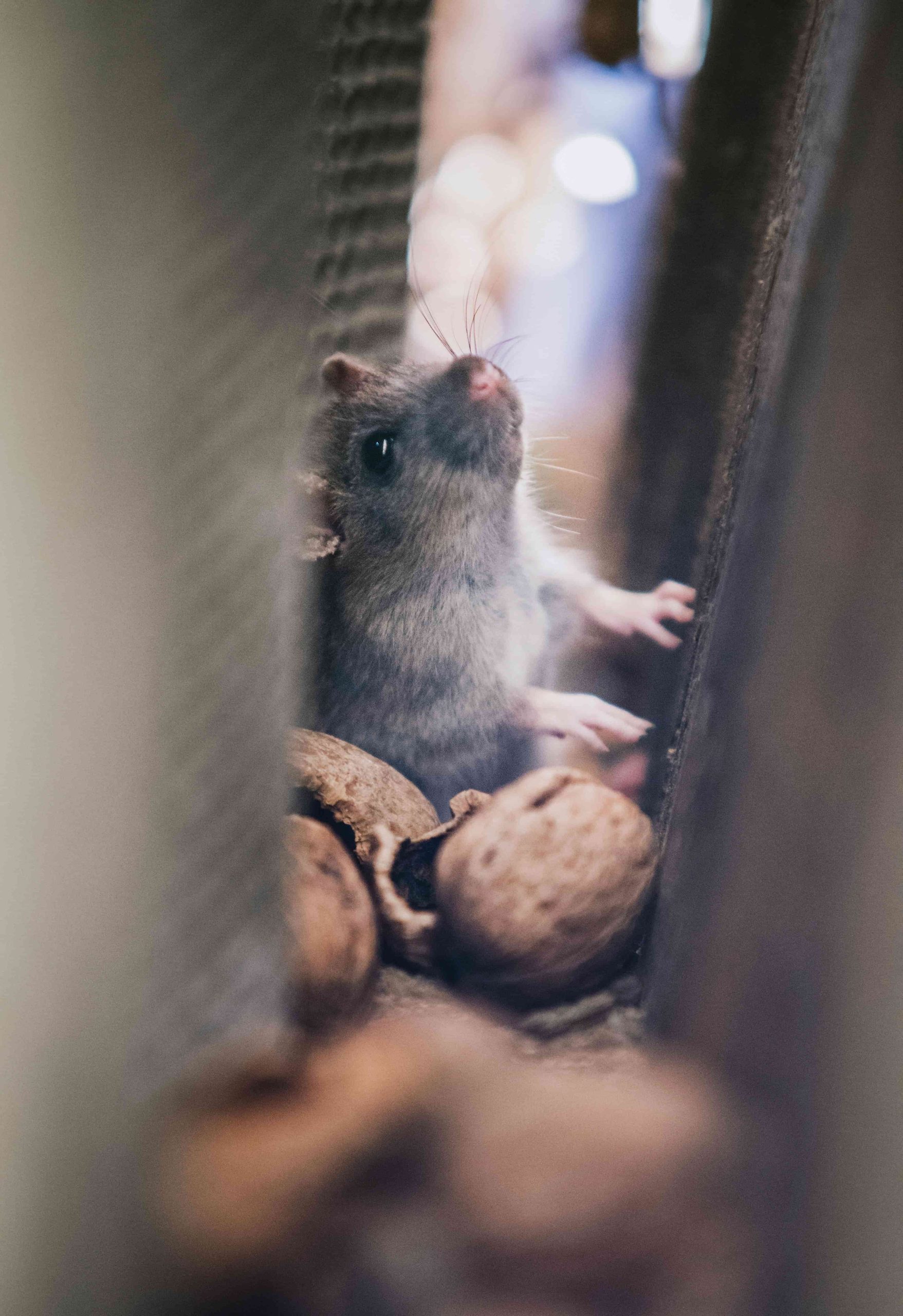 Rodent Control