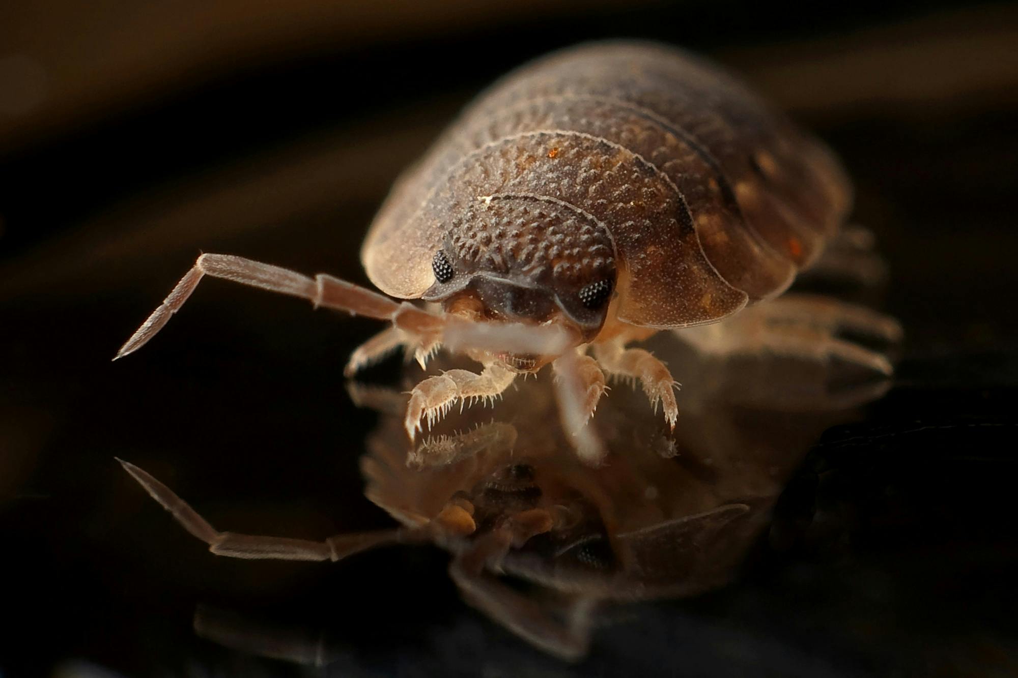 Bed Bug Removal