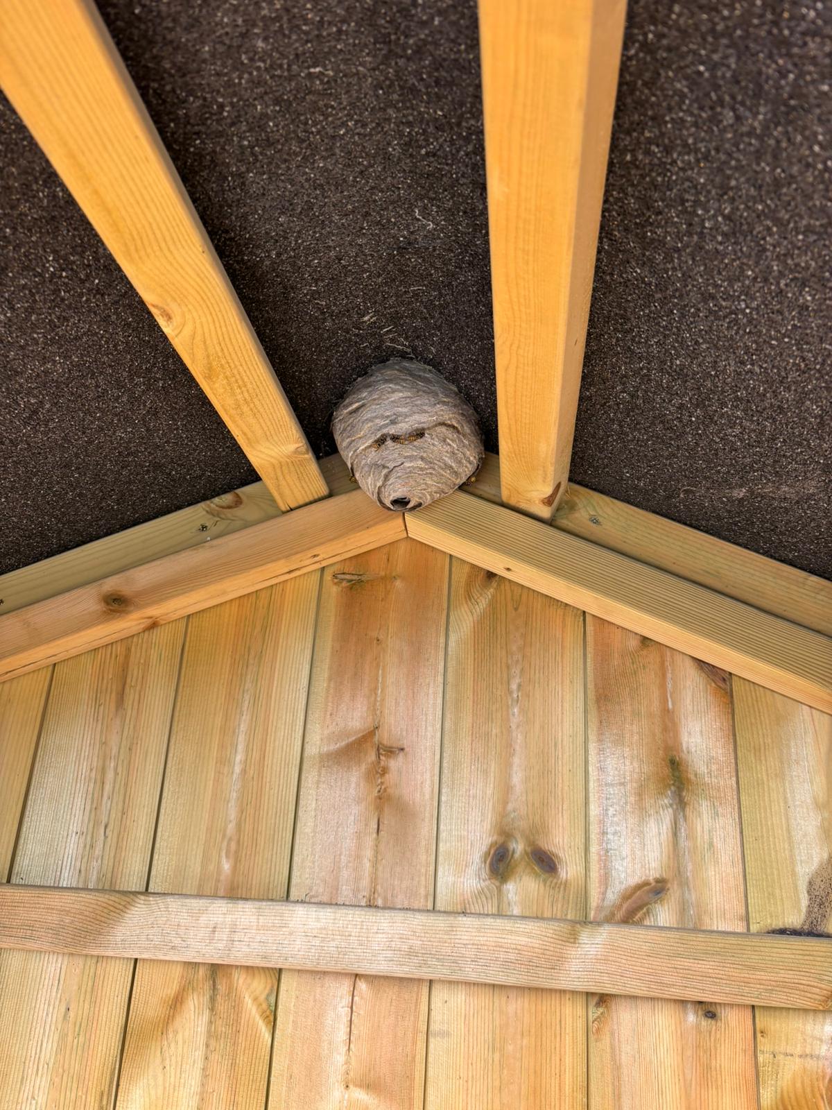 We focus on humane removal so this wasps nest in a shed has been left alone thanks to jeremy at Arrest The Pest