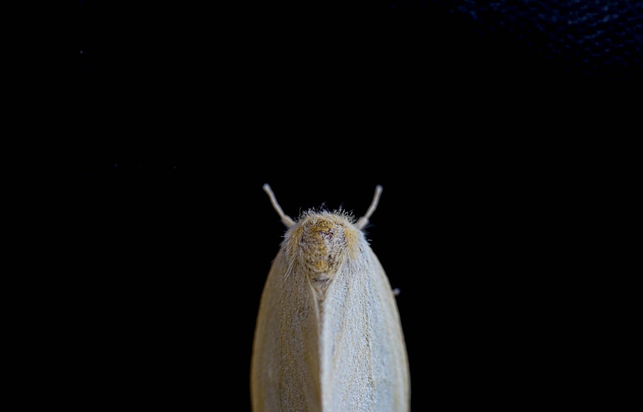 Moth Control