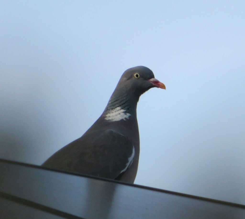 A pigeon on a roof
