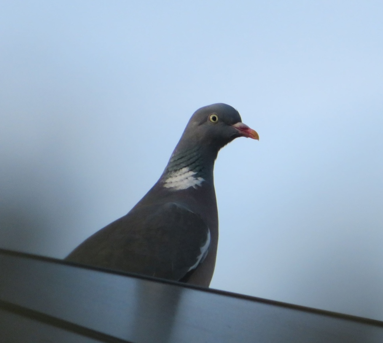 A pigeon on a roof