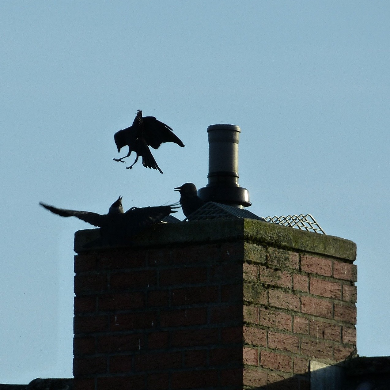 Birds flying above a chimney