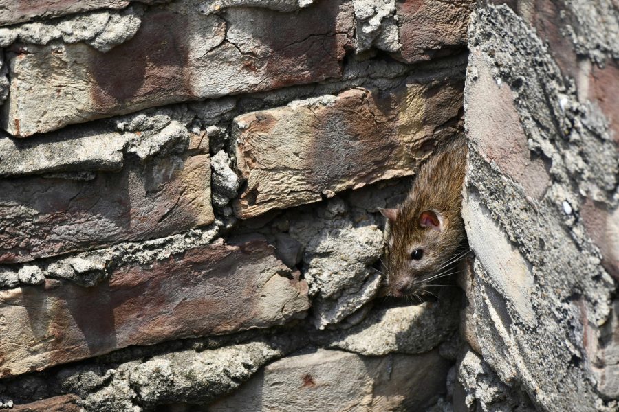 Rat Control