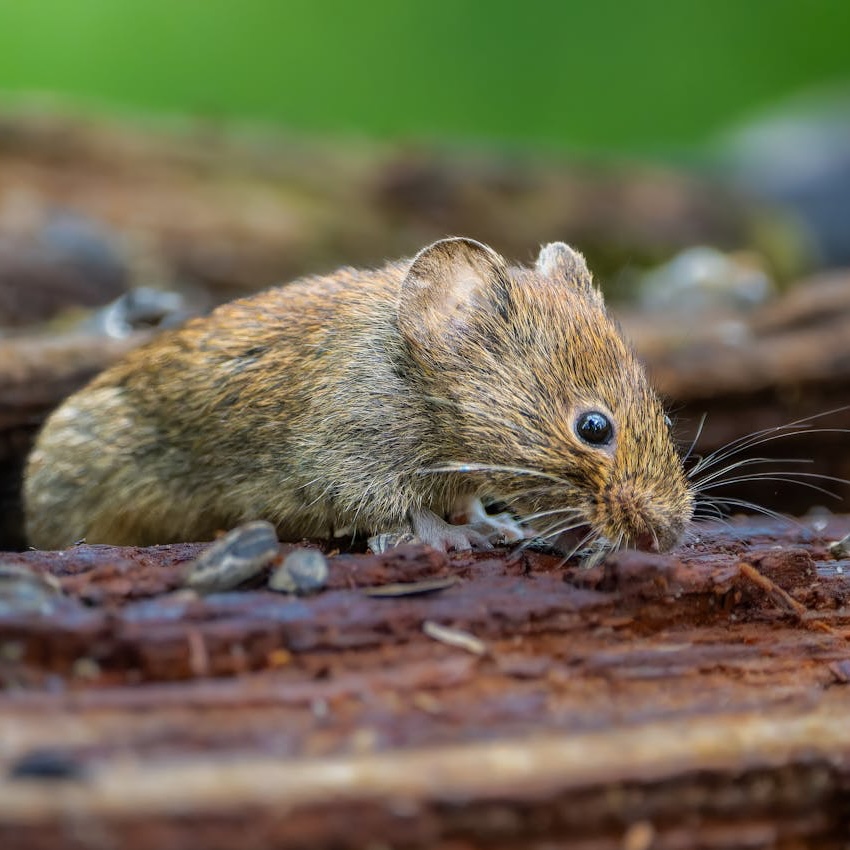 A brown mouse on a log
