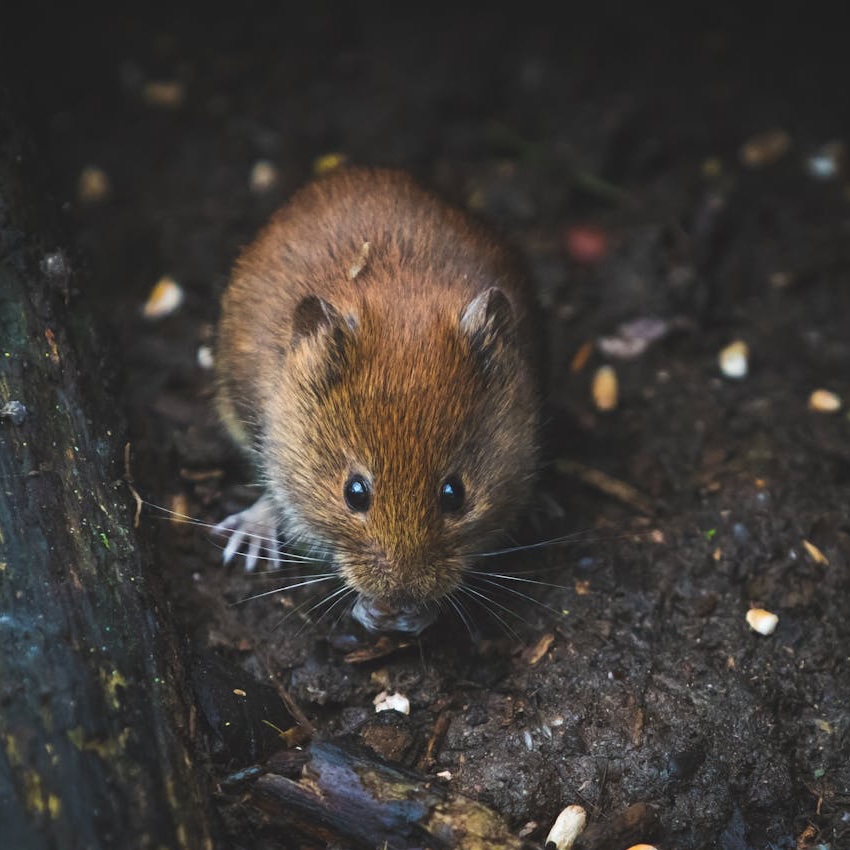 A brown mouse in a pile dirt
