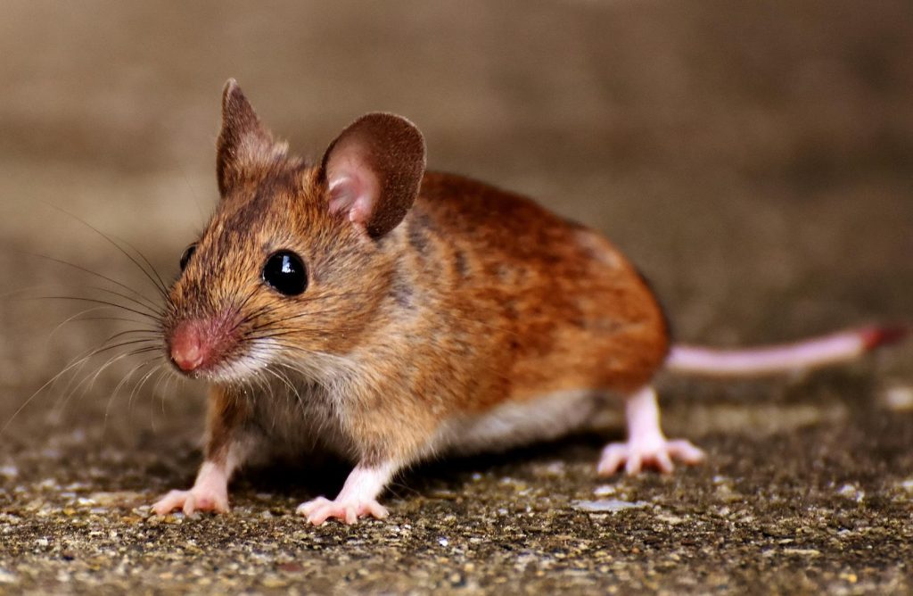 A brown mouse on the ground
