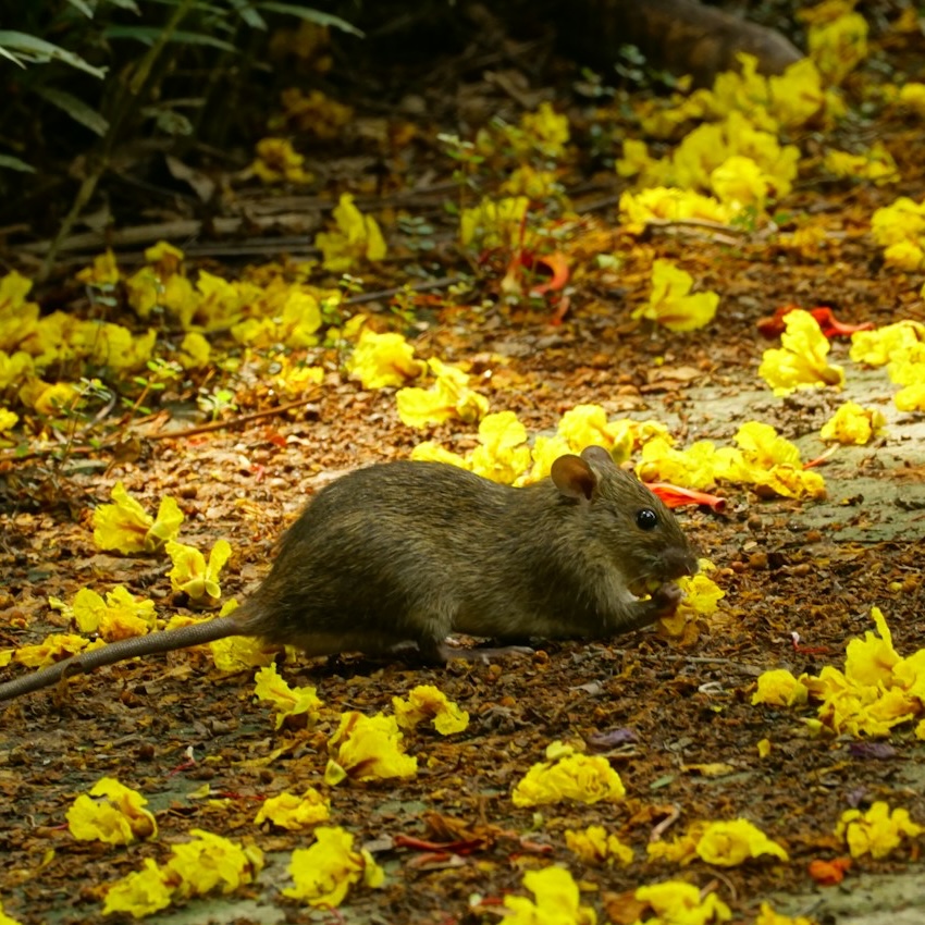 A mouse in a field filled with flowers