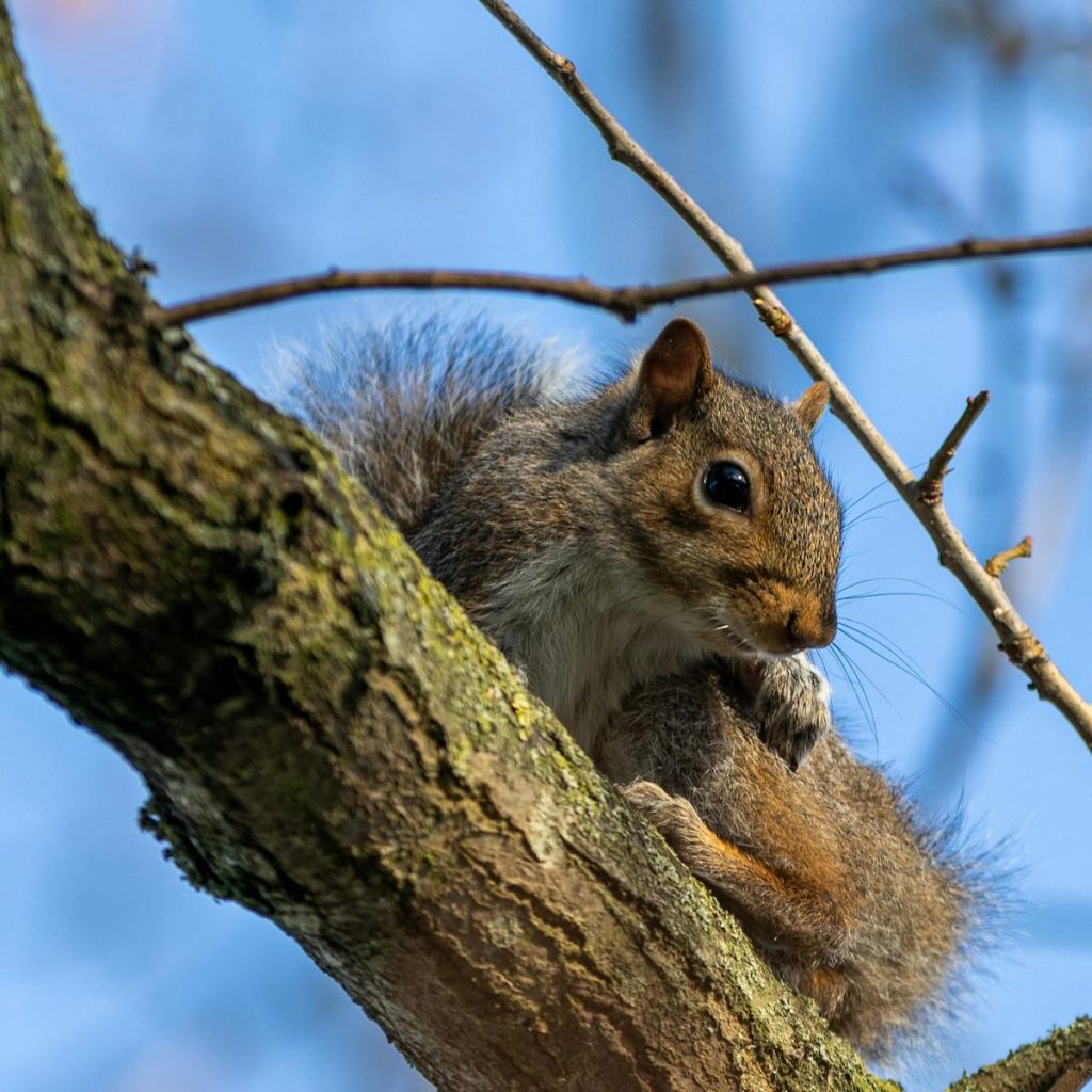 Grey squirrel in a tree