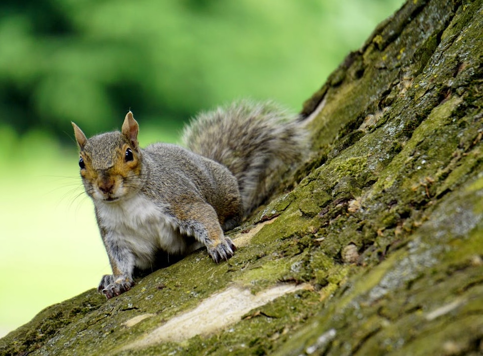 Squirrel Control
