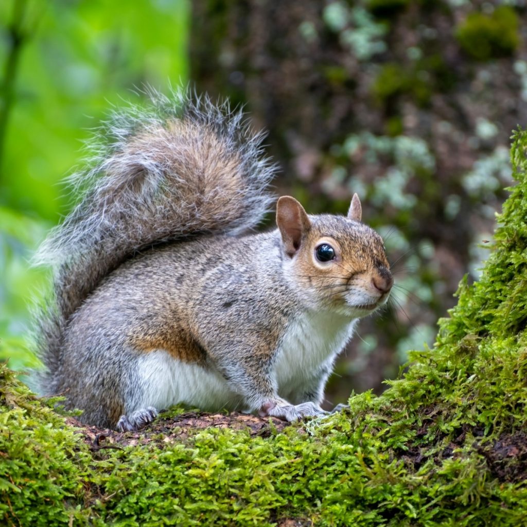 Grey squirrel in a mossy tree
