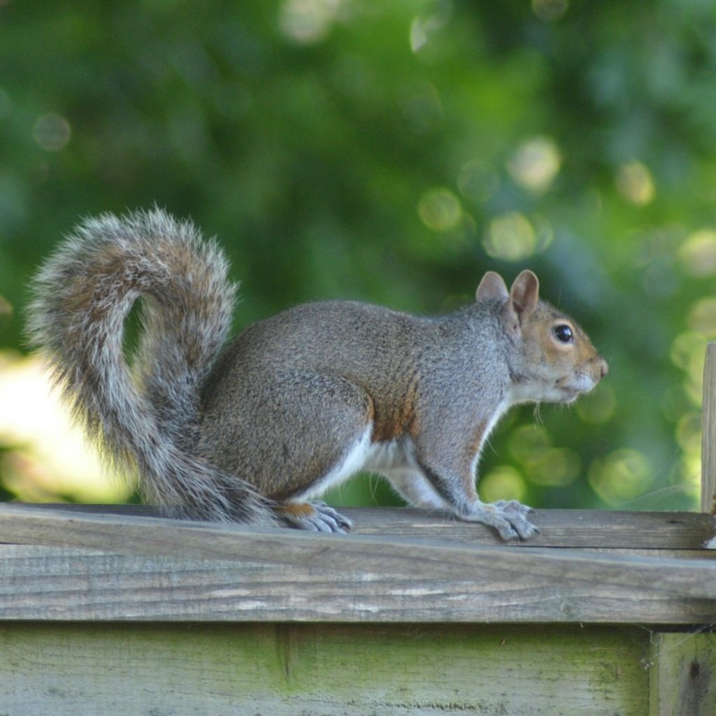 Grey squirrel on a fence