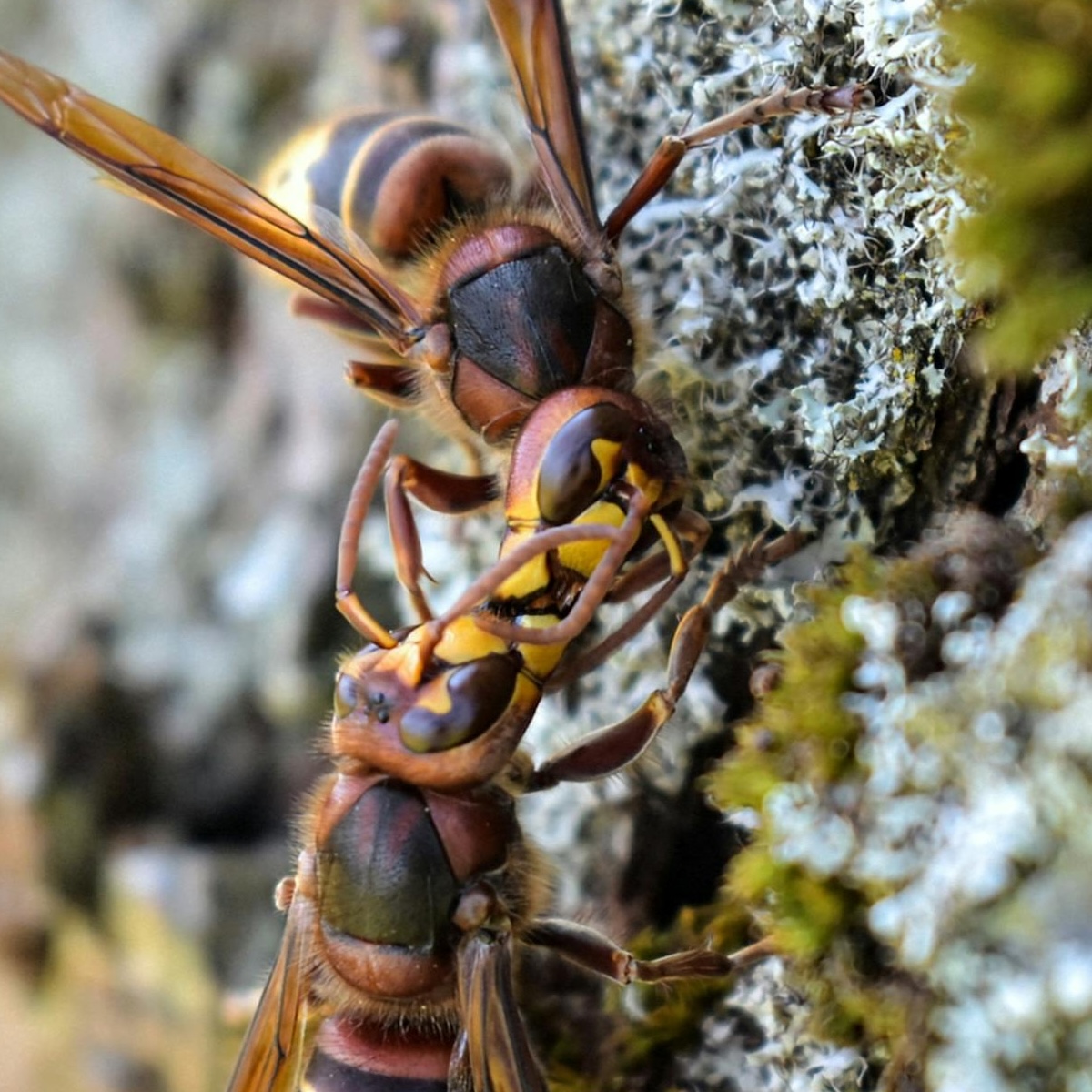 Two hornets on a rock