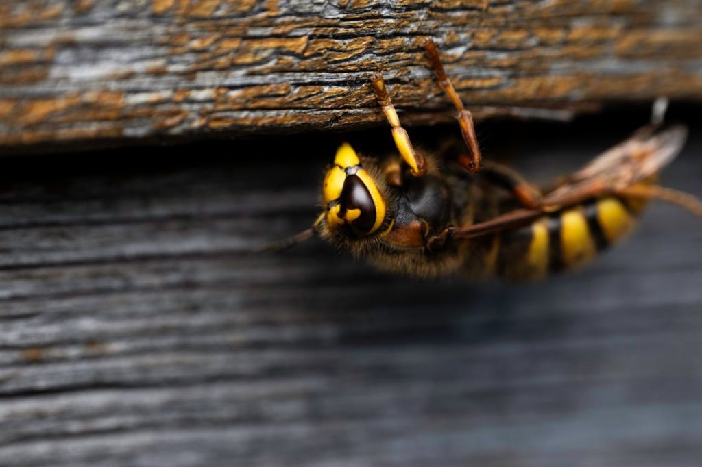European hornet upside down on wood