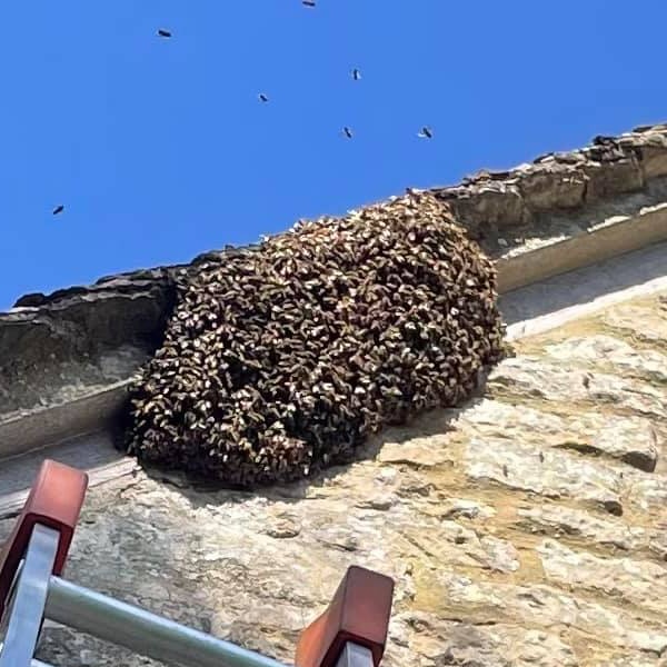 Honey bee nest on a roof 