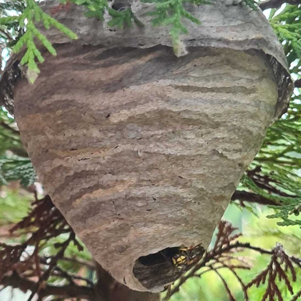 Wasp nest hanging from a tree