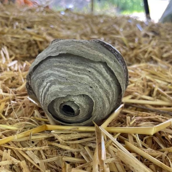 Small wasp nest on straw