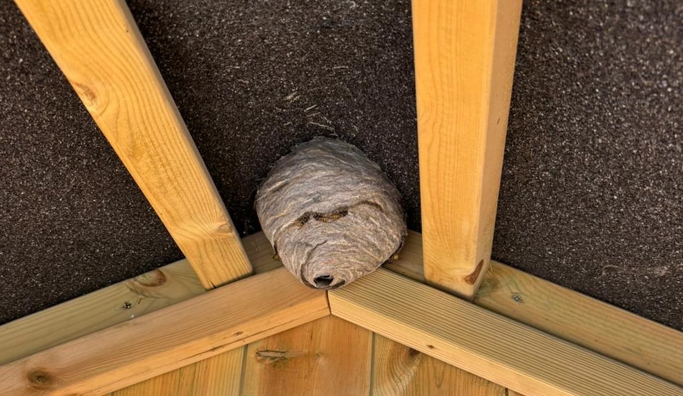 Wasp nest in roof