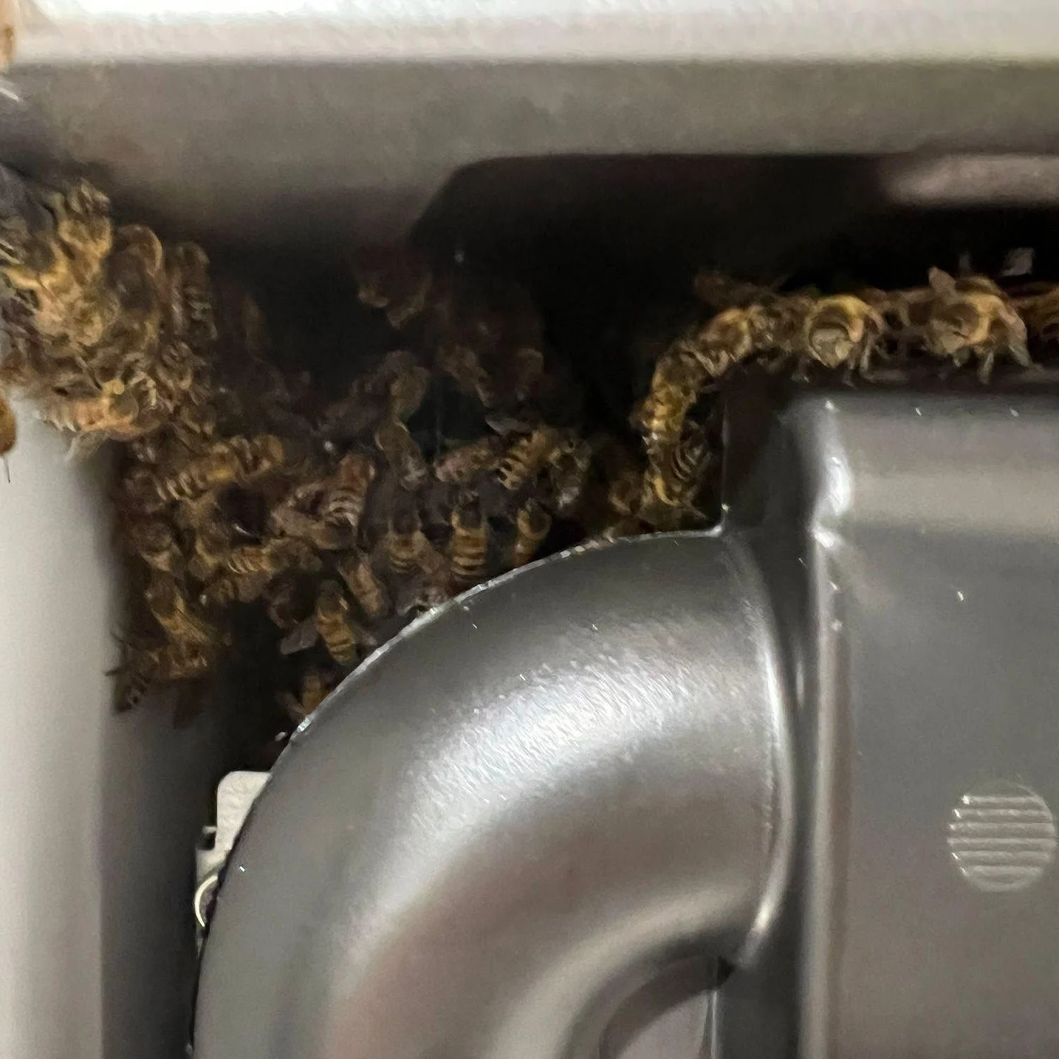 Bees close to equipment on a commercial site